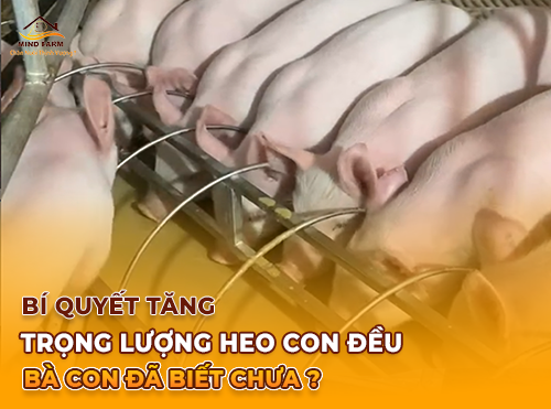 Bí quyết tăng trọng lượng heo con đều bà con đã biết chưa?