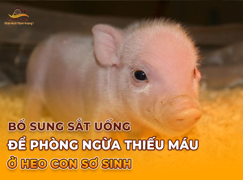 Bổ Sung Sắt Uống Để Phòng Ngừa Thiếu Máu ở Heo Con Sơ Sinh