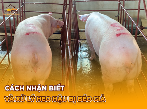 Cách Nhận Biết & Xử Lý Heo Hậu Bị Béo Giả ?