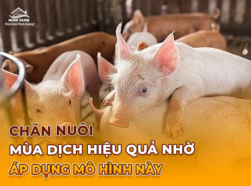 Chăn nuôi bền vững mùa dịch: Những điểm sáng giữa khó khăn
