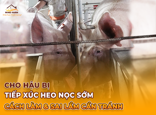 Cho Hậu Bị Tiếp Xúc Heo Nọc Sớm: Cách Làm Đúng & Sai Lầm Cần Tránh