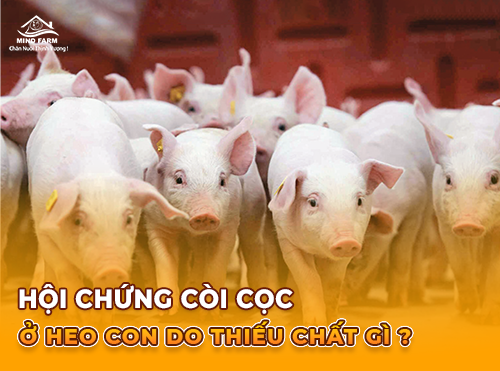 Cần Bổ Sung Dinh Dưỡng Gì Để Chống Còi Cọc Ở Heo Con