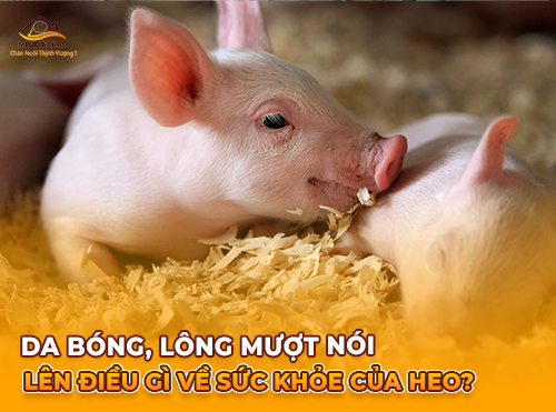 Da bóng, lông mượt nói lên điều gì về sức khỏe của heo?