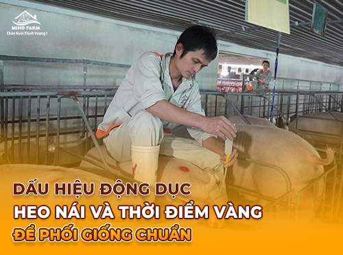 Dấu Hiệu Động Dục Heo Nái Và Thời Điểm Vàng Để Phối Giống Chuẩn