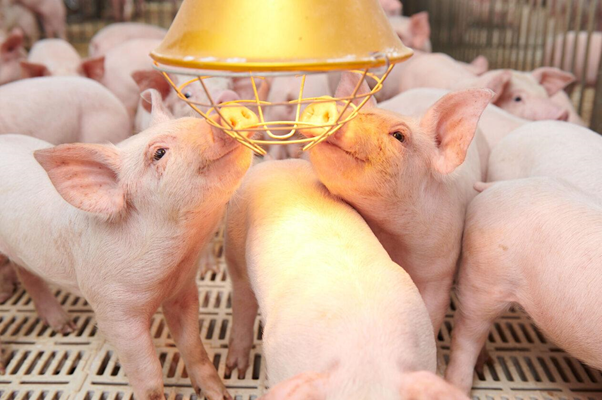 6 Phương Pháp Giúp Thúc Đẩy Quá Trình Tổng Hợp Protein Ở Heo Bà Con Đã Biết?