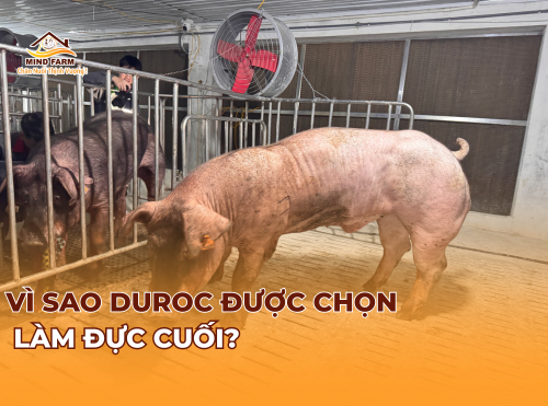 Vì sao Duroc thường được chọn làm đực cuối?