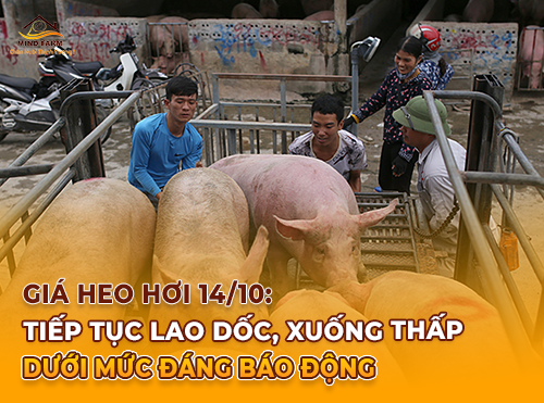 Giá heo hơi 14/10: Tiếp tục lao dốc, xuống thấp dưới mức đáng báo động