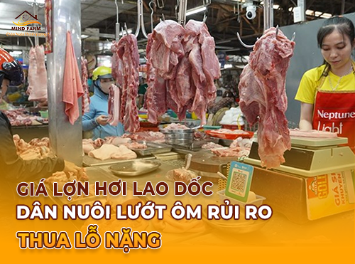 Giá lợn hơi miền Bắc biến động mạnh, lợn từ Bắc được chuyển vào miền Nam?