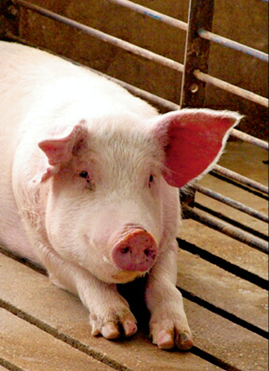 Những Sai Lầm Khiến Hậu Bị Chậm Lên Giống Và Cách Xử Lý !