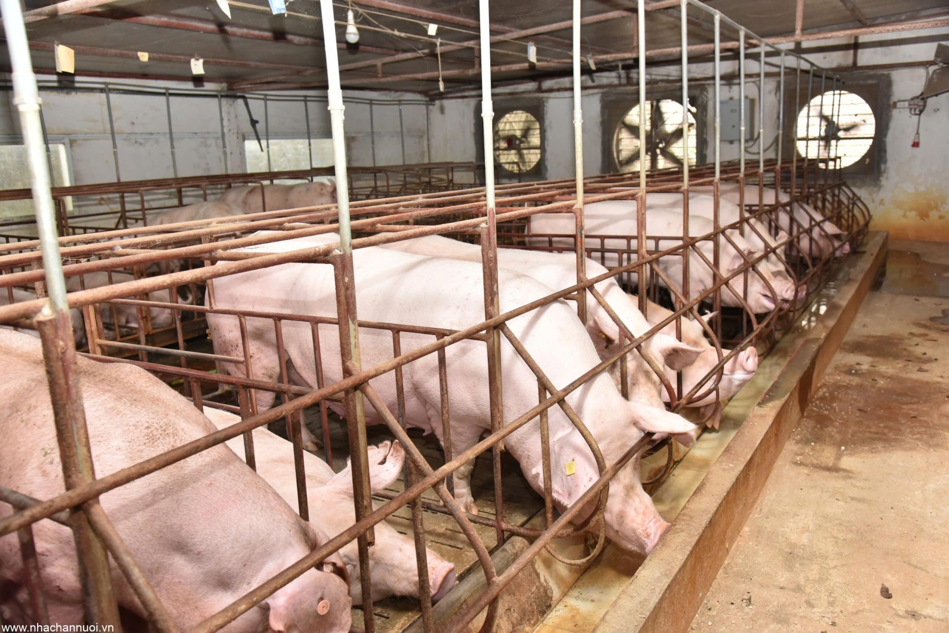 Cách Nhận Biết & Xử Lý Heo Hậu Bị Béo Giả ?