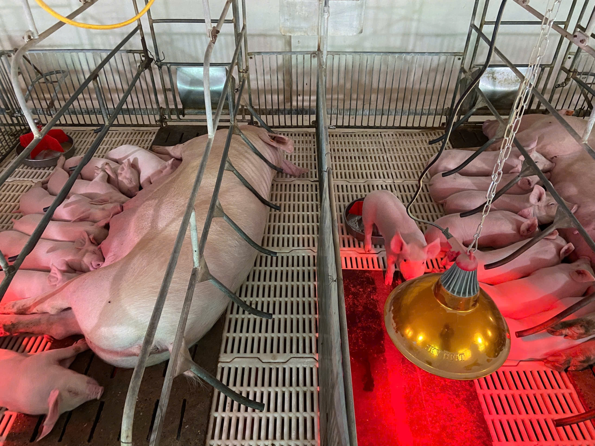 Những Lưu Ý Về Kỹ Thuật Thụ Tinh Nhân Tạo Cho Heo Nái Giúp Tăng Tỷ Lệ Đậu Thai