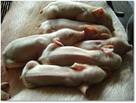 Cần Bổ Sung Dinh Dưỡng Gì Để Chống Còi Cọc Ở Heo Con