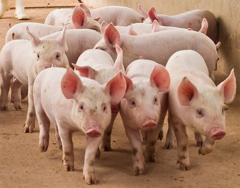 Vai Trò Của Axit Hữu Cơ Trong Việc Ngăn Ngừa Tiêu Chảy Ở Heo Con