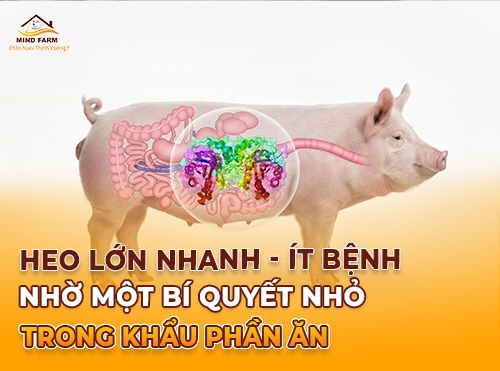 Enzyme – Giải pháp cải thiện hiệu quả tiêu hóa và dinh dưỡng ở heo