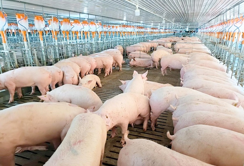 Những Yếu Tố Ảnh Hưởng Đến Năng Suất Sinh Sản Của Heo Nái