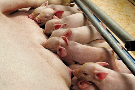 heo cho con bú sữa heo nái