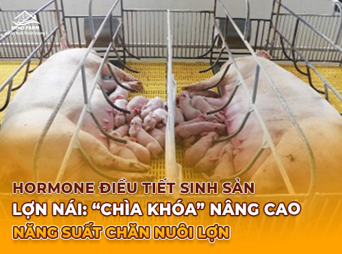 Hormone Điều Tiết Sinh Sản Lợn Nái: “Chìa Khóa” Nâng Cao Năng Suất Chăn Nuôi Lợn