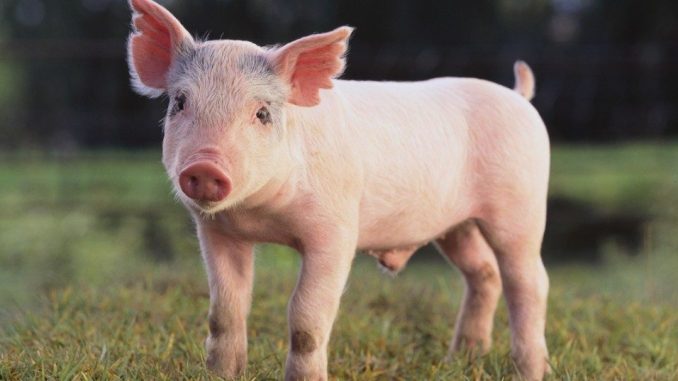 Hội chứng cai sữa lần hai ở heo con - nguyên nhân ít ai ngờ đến