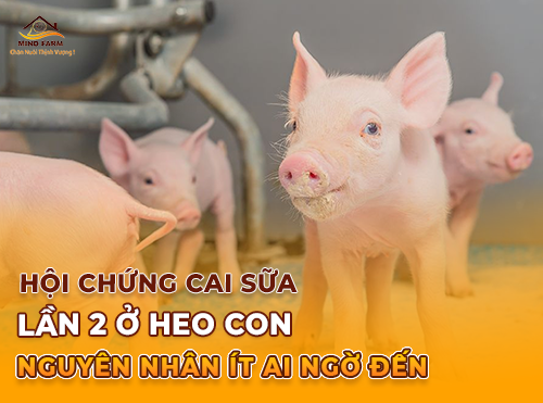Hội chứng cai sữa lần hai ở heo con - nguyên nhân ít ai ngờ đến