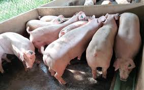 Phần 3: Mầm bệnh lây lan như thế nào trong đàn heo?