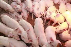 7 Cách Hạn Chế Heo Mẹ Đè Chết Heo Con Sơ Sinh