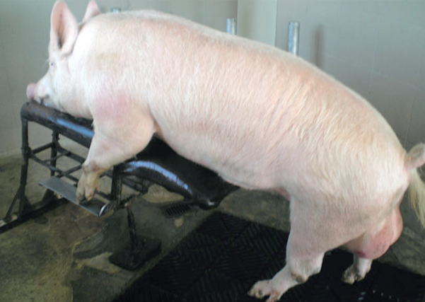 Khai thác tinh heo bao lâu 1 lần để giữ chất lượng tốt nhất?