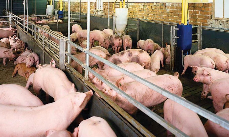 Vì sao cho “ăn đúng” giúp giảm lượng khí thải trong chăn nuôi lợn?