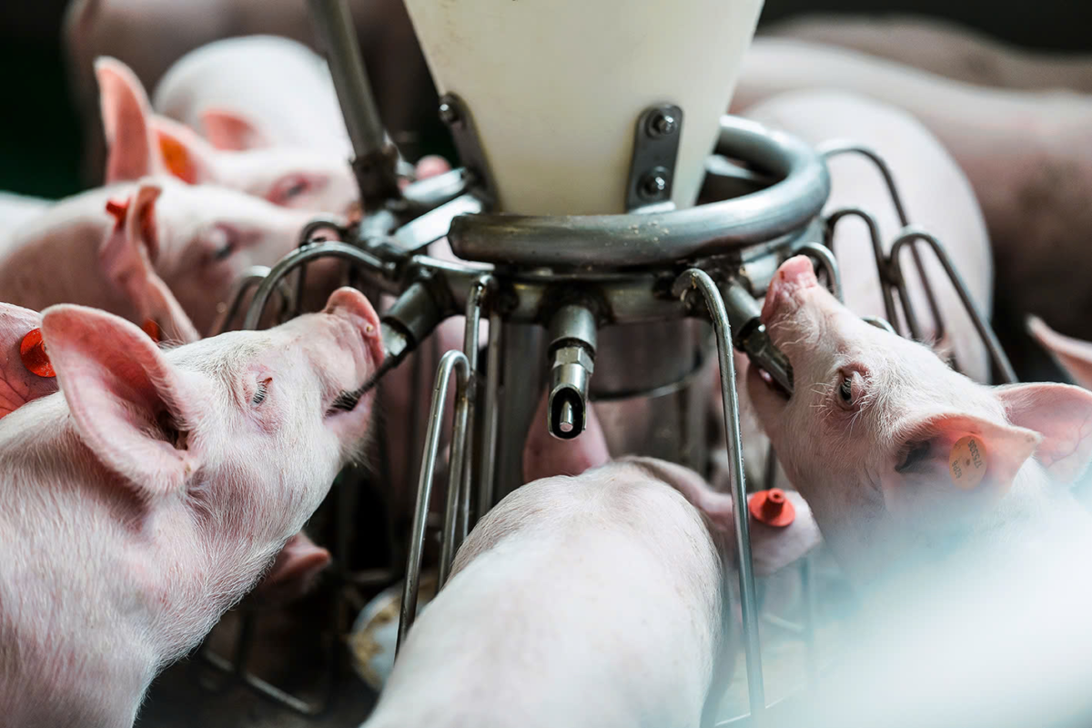 Heo uống đủ nước rất cần thiết trong tăng sản lượng đàn heo