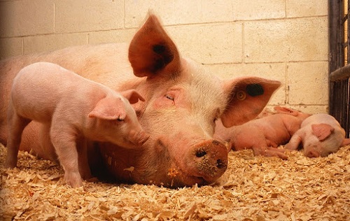 Nguyên Nhân Động Dục Trở Lại Bất Thường Ở Lợn