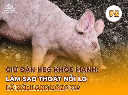 Phần 2: Cơ chế xâm nhập và đường lây lan của virus lở mồm long móng ở heo