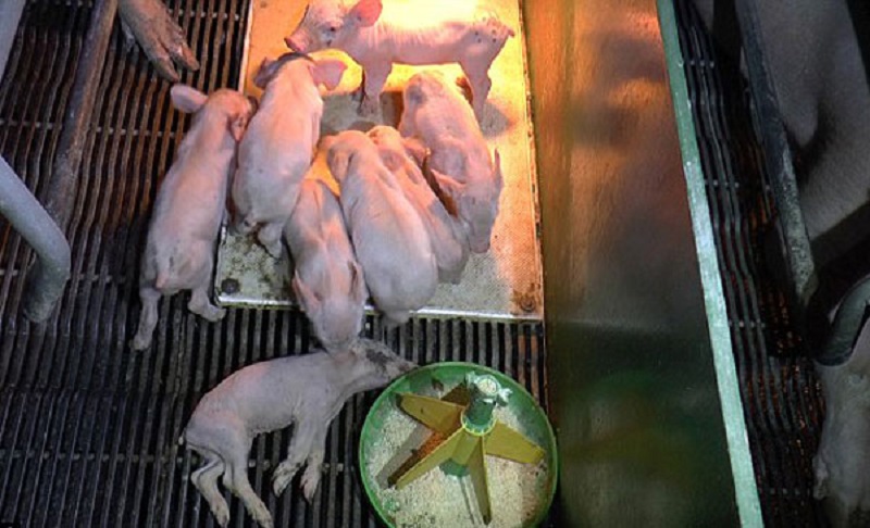 5 Cách Hạn Chế Hao Hụt Đầu Con Ở Heo Sơ Sinh