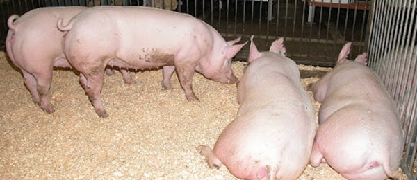 Dấu Hiệu Động Dục Heo Nái Và Thời Điểm Vàng Để Phối Giống Chuẩn