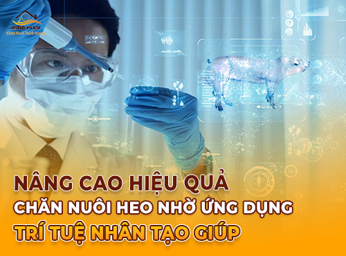 Những Thách Thức và Giải Pháp Trong Chăn Nuôi Heo Tại Việt Nam