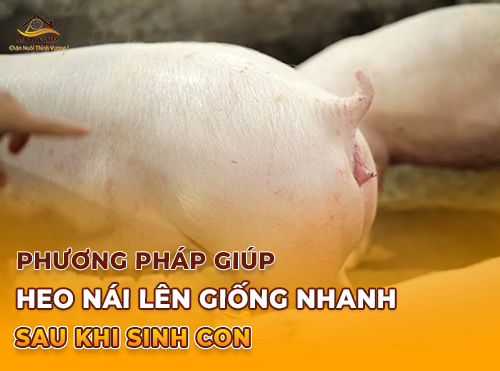 Phương Pháp Giúp Heo Nái Lên Giống Nhanh Sau Khi Sinh