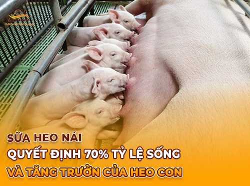 Tìm Hiểu Về Sữa Heo Nái – Quyết Định Tỷ Lệ Sống Và Tăng Trưởng Của Heo Con