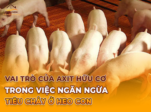 Vai Trò Của Axit Hữu Cơ Trong Việc Ngăn Ngừa Tiêu Chảy Ở Heo Con
