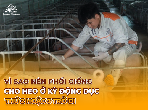 Vì Sao Nên Phối Giống Cho Heo Ở Kỳ Động Dục Thứ 2 Hoặc 3 Trở Đi