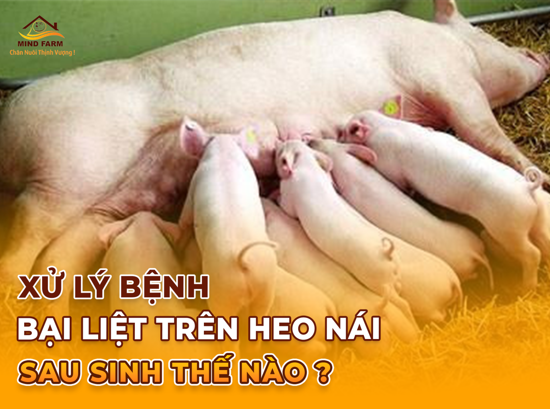 Xử Lý Bệnh Bại Liệt Trên Heo Nái Sau Sinh Thế Nào? 