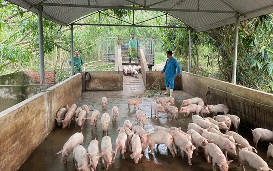 Ế hàng chục nghìn lợn giống, nông hộ Hà Tĩnh lỗ nặng vì dịch tả lợn Châu Phi