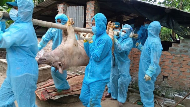 Phần 4: Tầm soát ASF – Phát hiện sớm để giữ trại an toàn trong vùng dịch