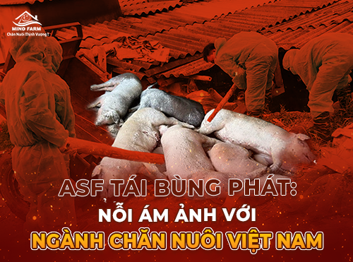 Dịch tả lợn châu Phi: Mối nguy tái bùng phát đe dọa ngành chăn nuôi