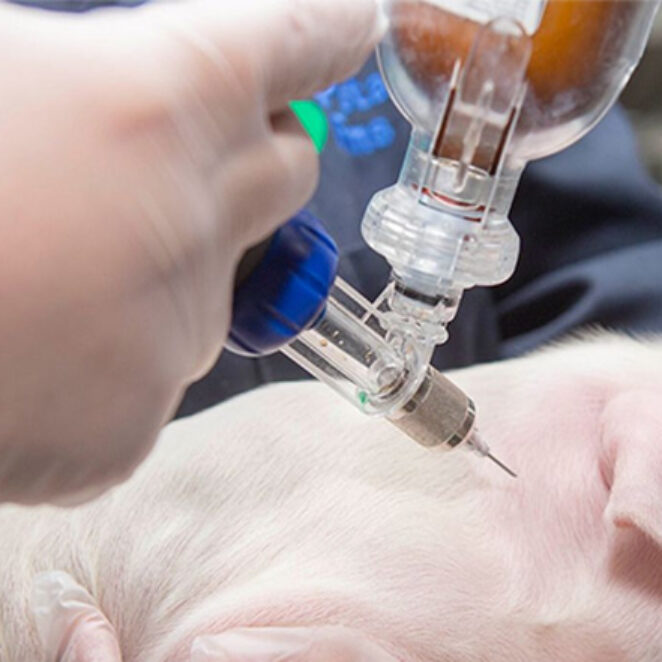 Phần 1: Vì sao cần giã đông vacxin đúng cách trước khi tiêm cho heo?