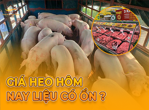 Giá heo hơi hôm nay: Miền Bắc, Trung, Nam liệu có ổn định?