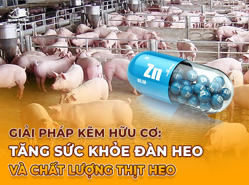Giữ vững chất lượng thịt heo với giải pháp dinh dưỡng từ kẽm hữu cơ
