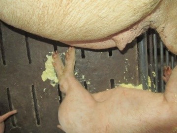 Phần 1: Tiêu chảy ở heo con 1 tuần tuổi – Nhận diện sớm để không mất cả đàn