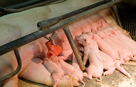 Phần 2: Heo nái khỏe thì con mới không tiêu chảy – Giải pháp từ trại sinh sản