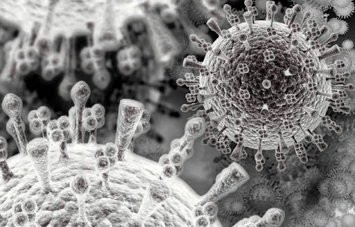 Phần 3: Virus AD tấn công cơ thể heo như thế nào?