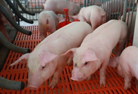 Phần 4: Chẩn đoán và phân biệt các bệnh hô hấp ở heo – Dựa vào triệu chứng và bệnh tích