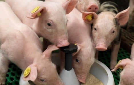 Phần 4: Chăm sóc heo bị PED đúng cách - hạn chế thiệt hại