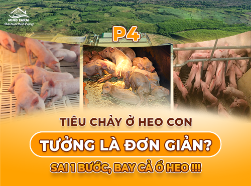 Phần 4: Chủ động phòng tiêu chảy cho heo con – Từ chuồng đẻ đến máng nước